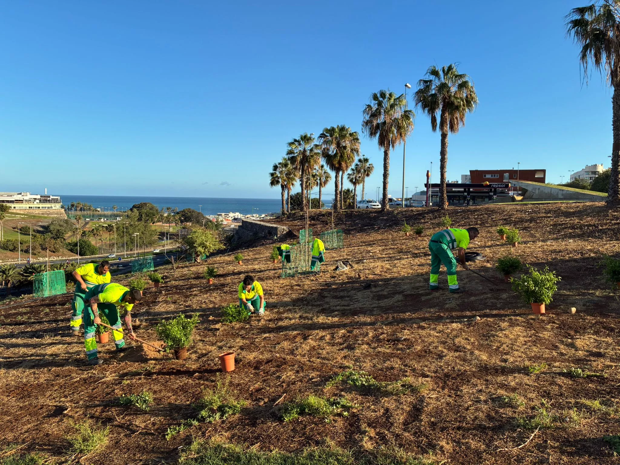 Parques y Jardines rehabilita la ladera de La Minilla con una apuesta por el arbolado urbano sostenible