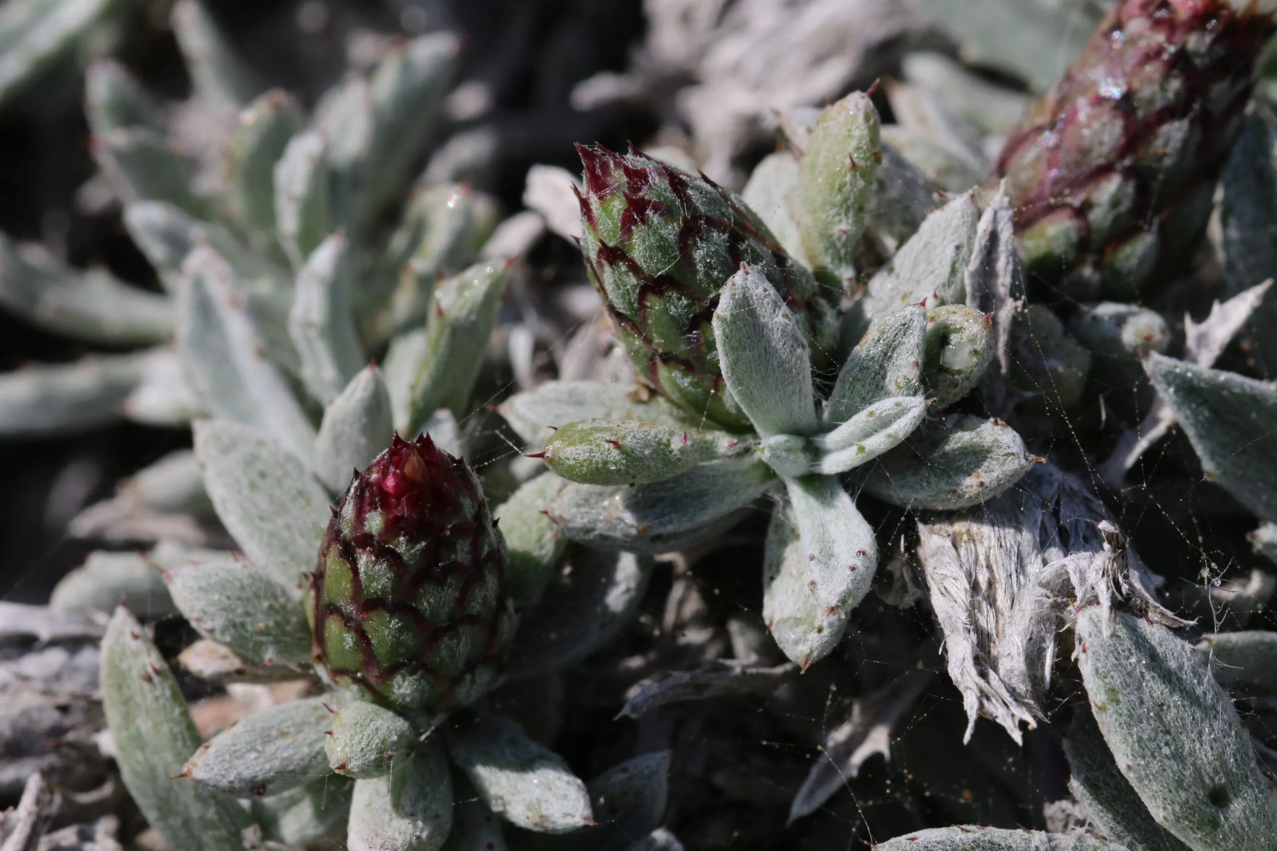 Un espécimen de Piñamar. Foto Damián Esquivel Díaz