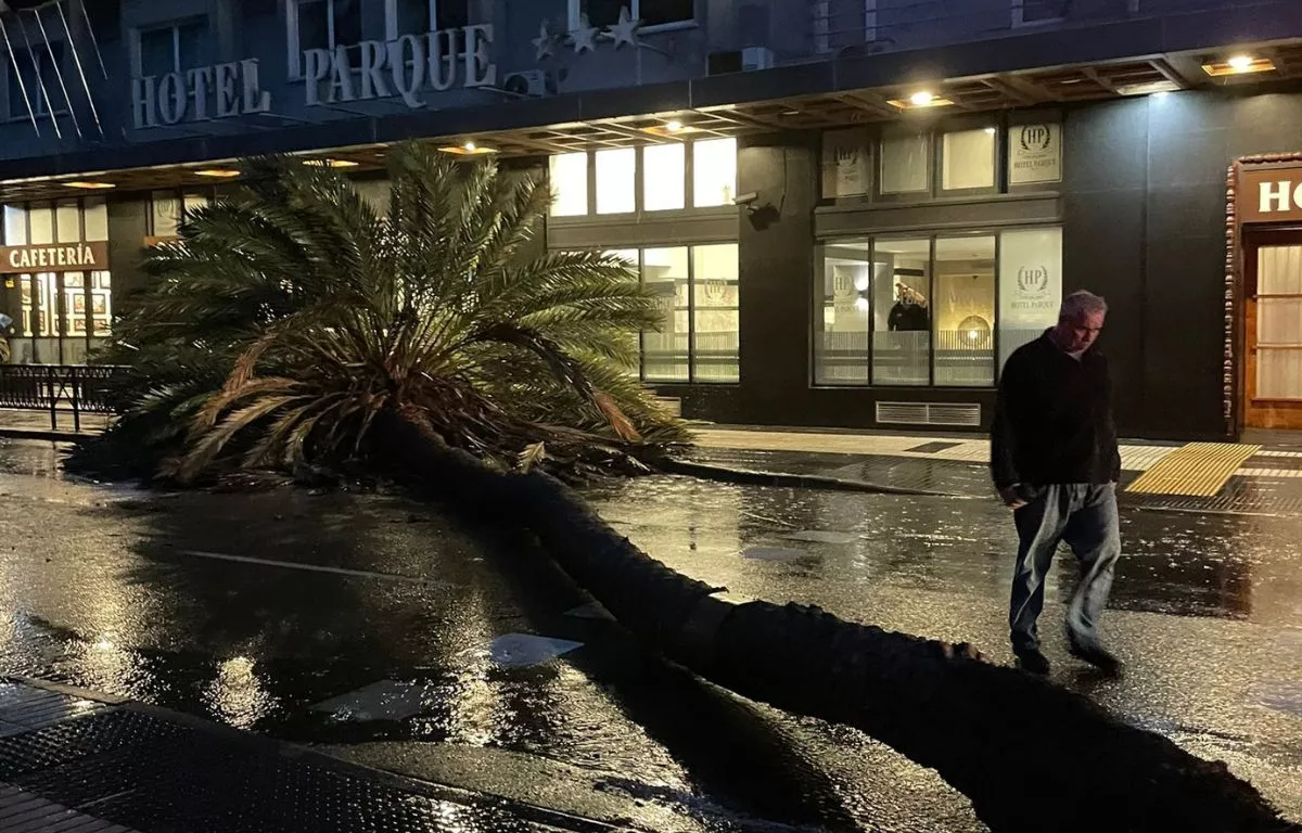 Palmera caída sobre la vía en la calle Bravo Murillo este martes. CEDIDA
