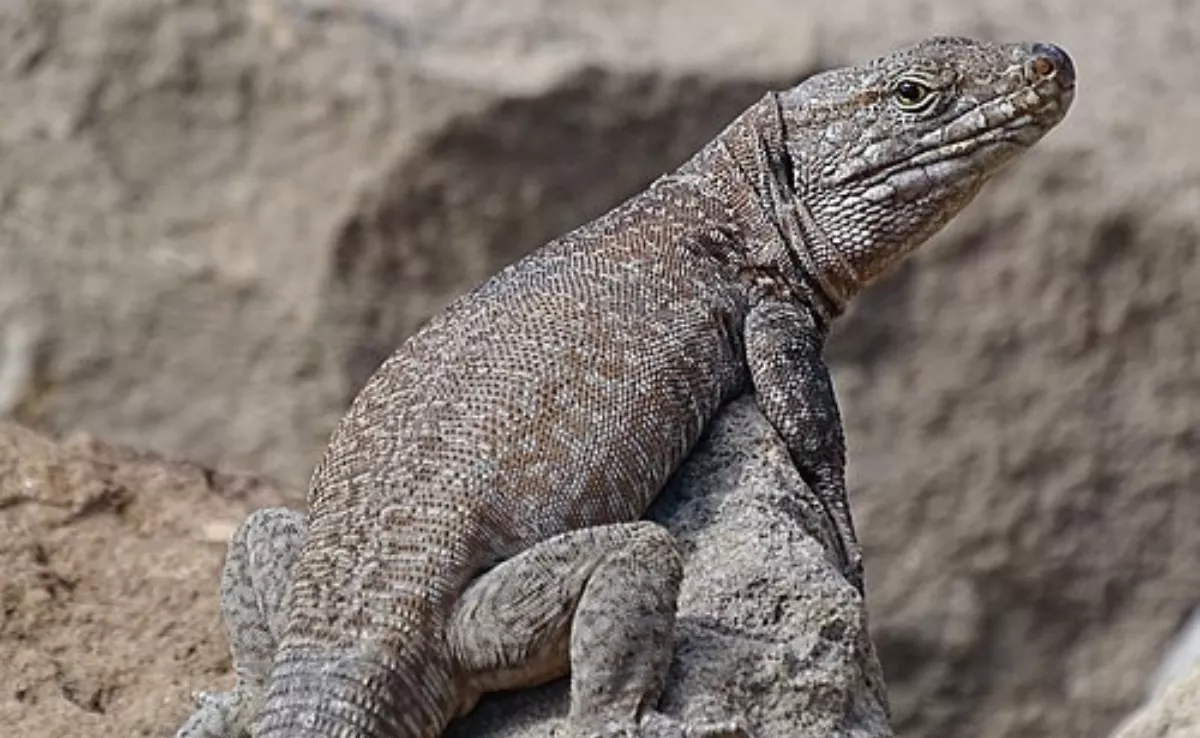 Lagarto Gigante de Tenerife. / Siegfried Troidl IMAGEN DE LA RED