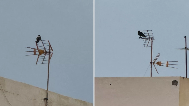 Pareja de cuervos africanos posados en antenas de un edificio situado en la calle Bernardino Correa Viera. / AH