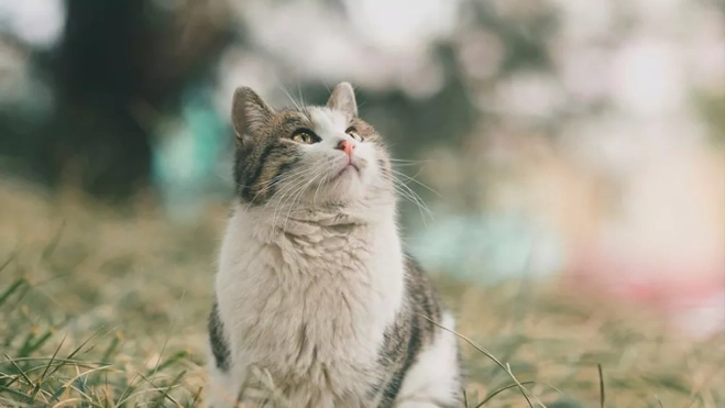 Gato mira hacia arriba