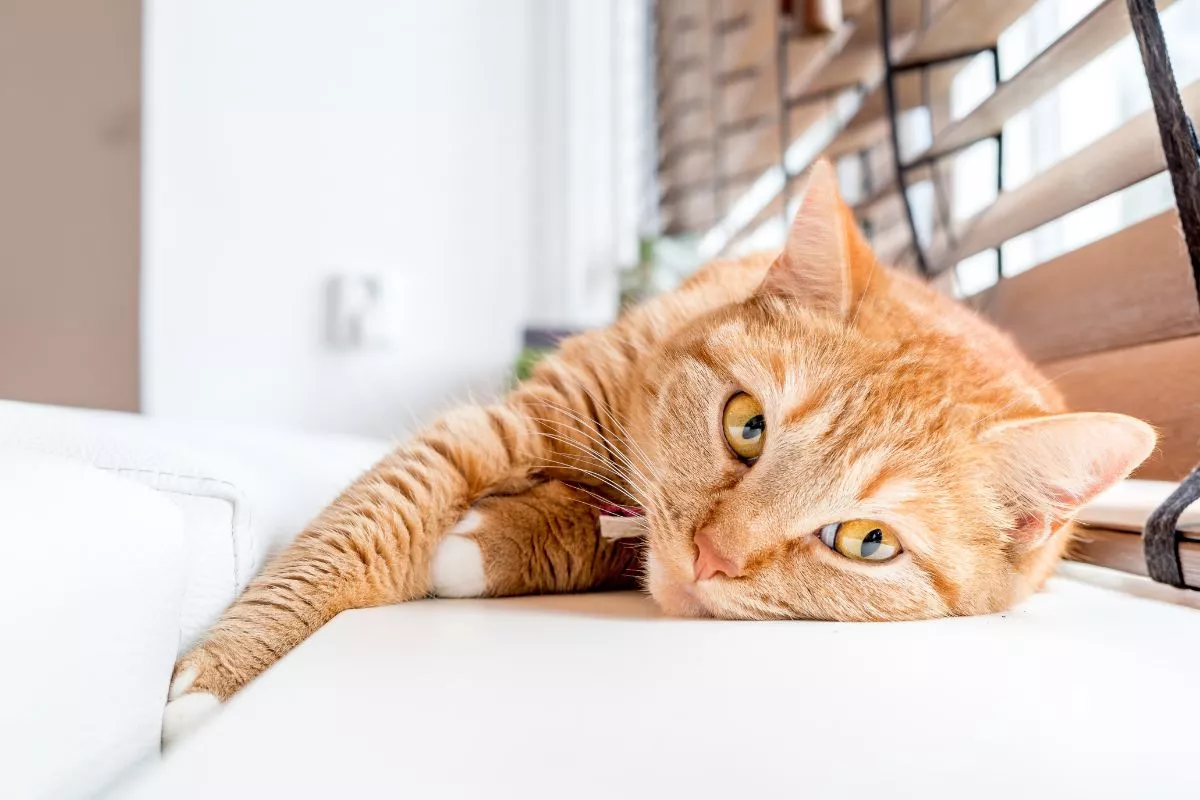 Gato tumbado en un sofá