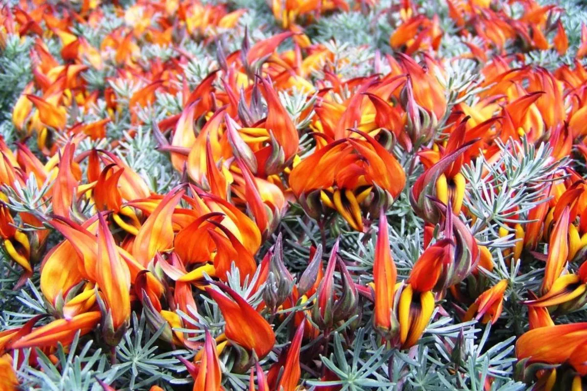 Pico de fuego ('Lotus eremiticus'). /Archivo
