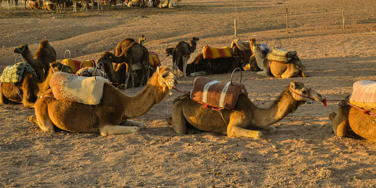 Imagen genérica de camellos descansando / PEXELS