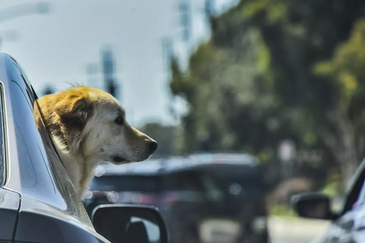 Un perro asomado por la ventanilla de un coche. /Public Domain Pictures