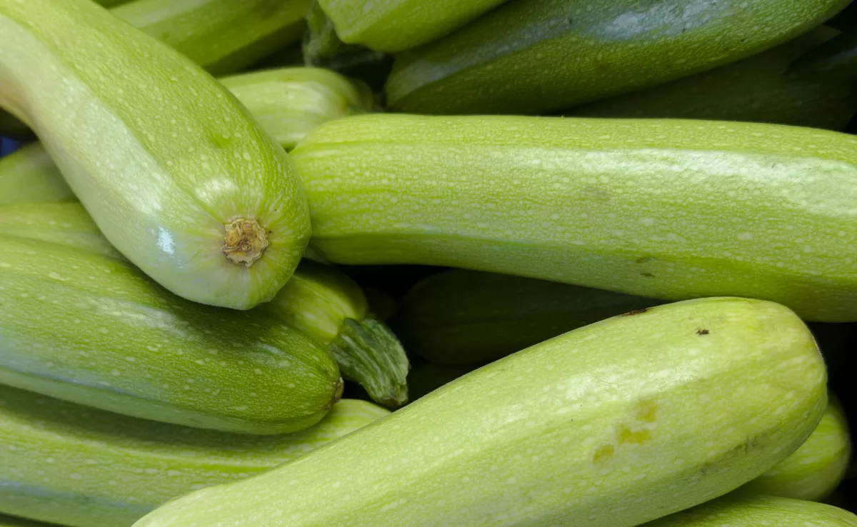 Imagen de un calabacín. / CANVA