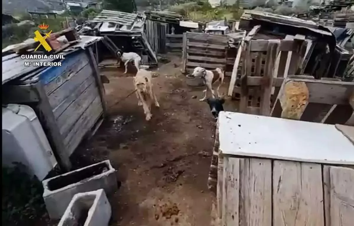 Hallan 29 perros encadenados y heridos en una finca de Gran Canaria. GUARDIA CIVIL