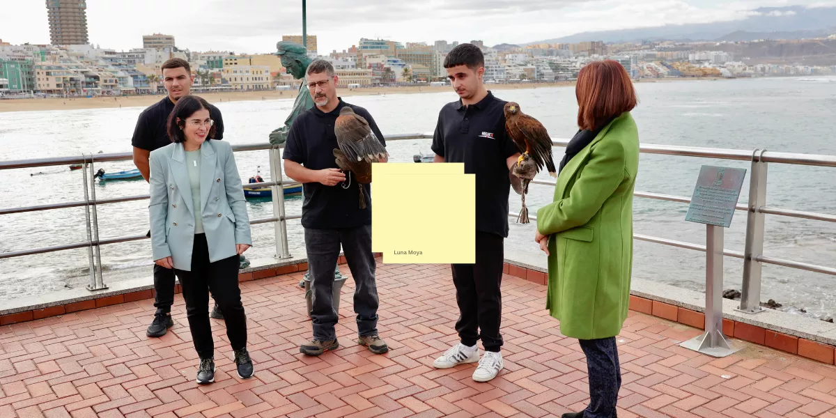 Imagen de las aves rapaces que espantan a las palomas en Las Palmas de Gran Canaria / AYUNTAMIENTO DE LAS PALMAS DE GRAN CANARIA