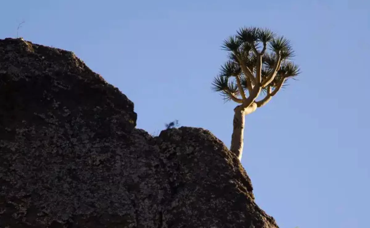 Drago de Gran Canaria / AH
