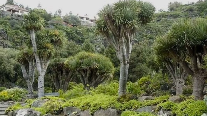 Dragos en el Jardín Botánico Viera y Clavijo / CABILDO DE GRAN CANARIA