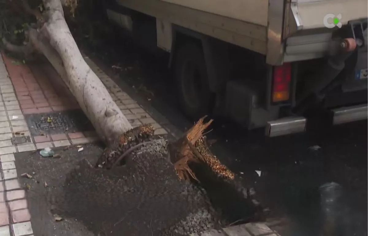 Un árbol cae sobre un camión en Néstor de la Torre y obliga a cortar un carril. RTVC