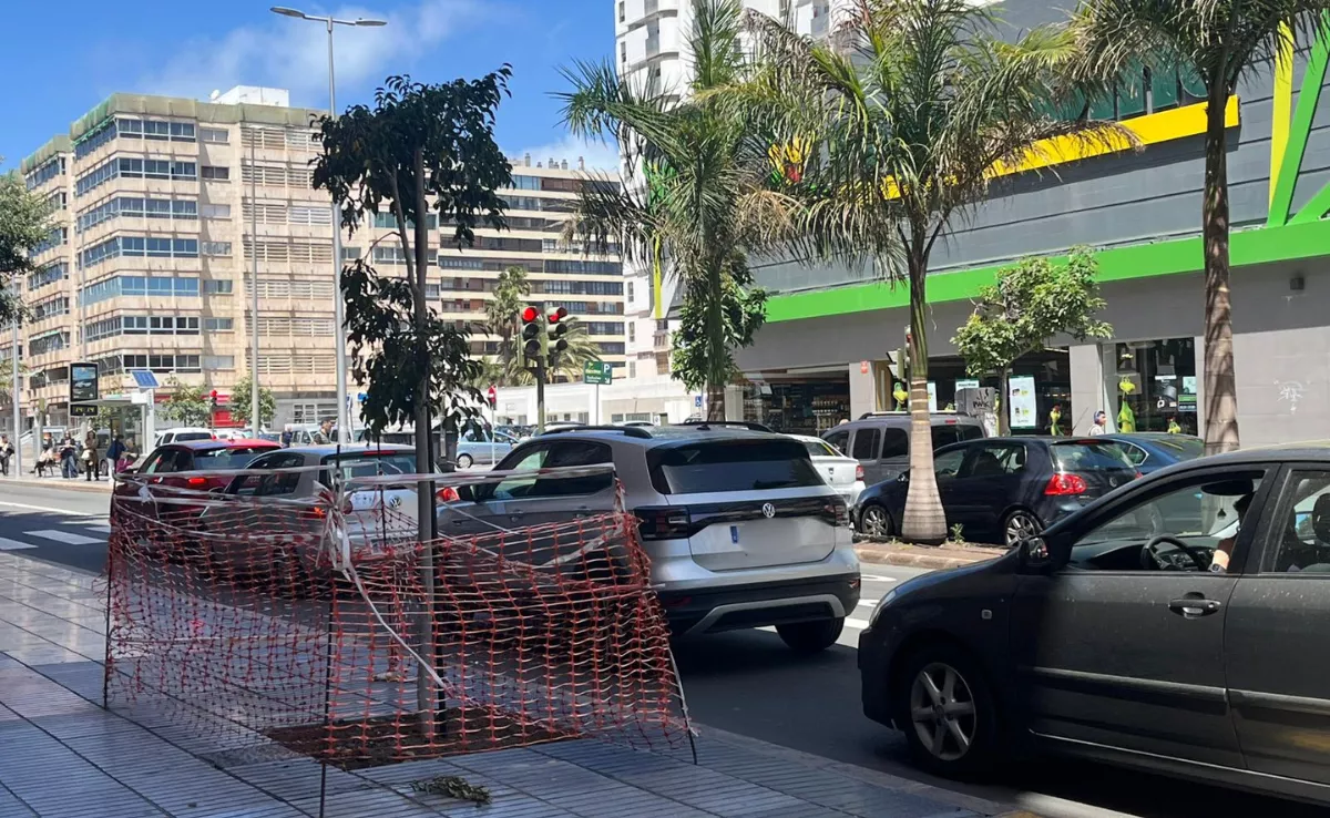 Uno de los árboles que Parques y Jardines ha repuesto después de que se cayera el ejemplar por las borrascas / AYUNTAMIENTO DE LAS PALMAS DE GRAN CANARIA