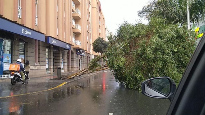 El árbol afectado por el temporal antes de ser quitado y repuesto por un nuevo ejemplar / AYUNTAMIENTO DE LAS PALMAS DE GRAN CANARIA El árbol afectado por el temporal antes de ser quitado y repuesto por un nuevo ejemplar / AYUNTAMIENTO DE LAS PALMAS DE GRAN CANARIA