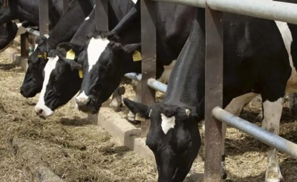 Ganado vacuno. / EFE