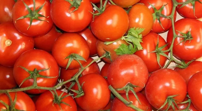 Tomates. / EFE - ANGÉLICA QUINTANA