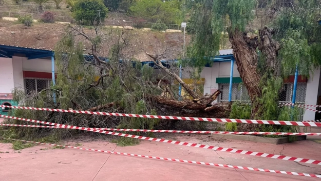 Árbol caído en el patio de la Escuela Infantil Bambi, en Cruz de Piedra / CEDIDA
