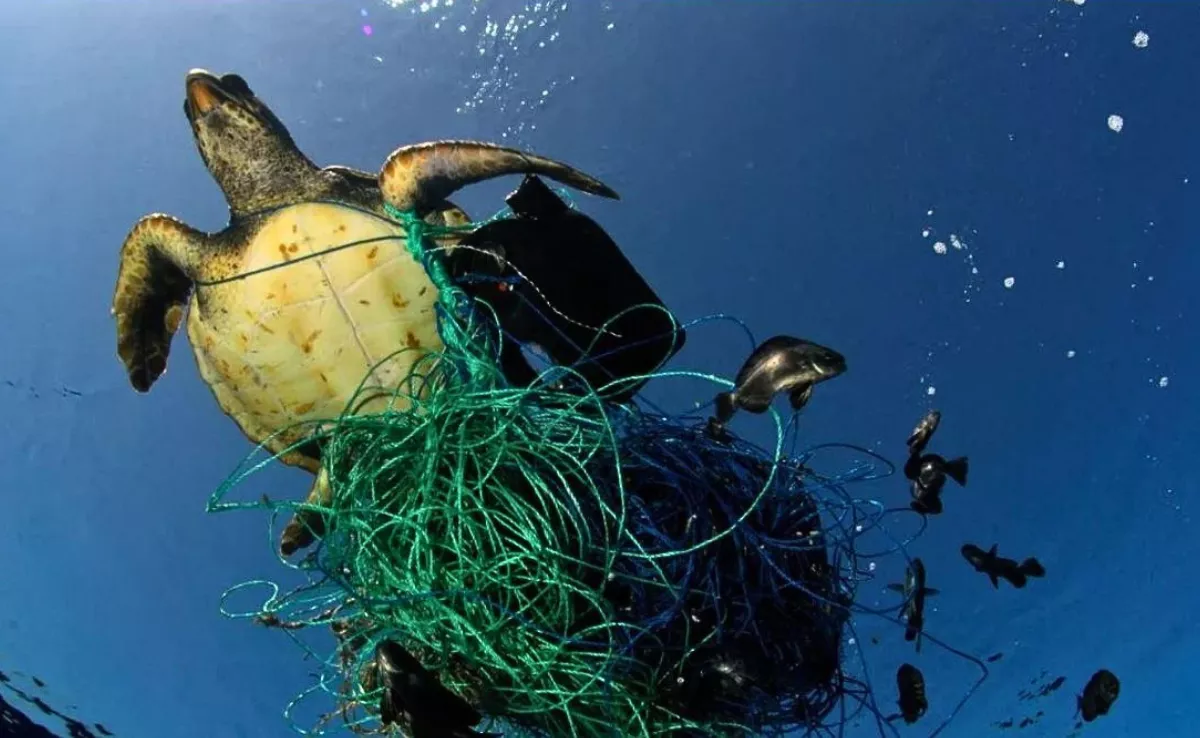Una tortuga atrapada en una red / GREENPEACE