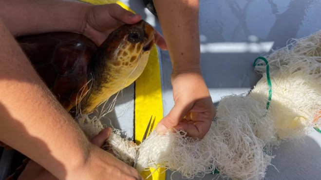 Una tortuga siendo atendida tras quedar atrapada con una red / ULPGC