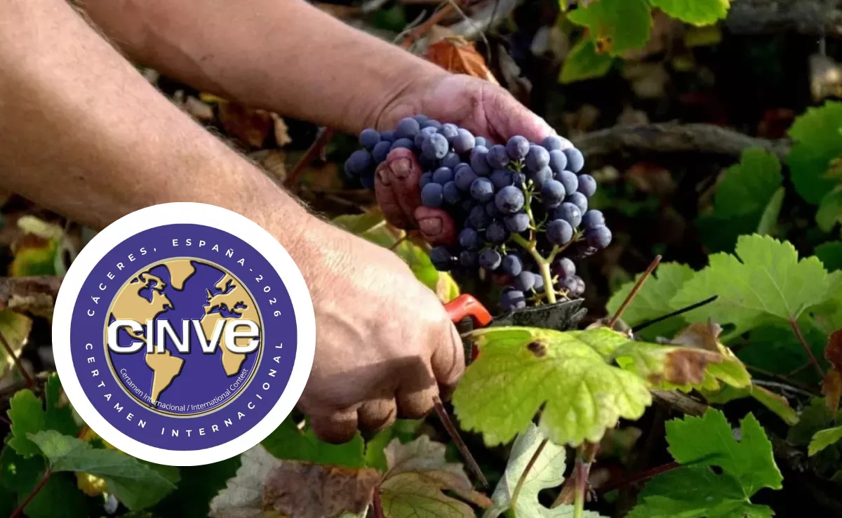 Uva en Canarias junto al logo por la 22ª edición del Certamen Internacional Cinve. / AH