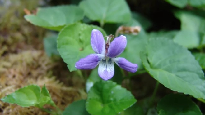 Imagen de la violeta única del Parque Rural de Anaga / GOBIERNO DE CANARIAS