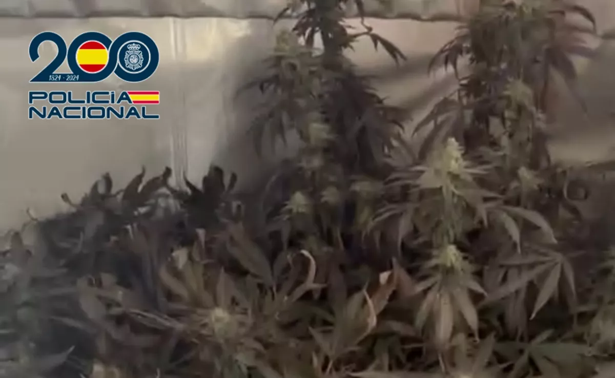 Plantas de cannabis en un almacén de Tenerife. / POLICÍA NACIONAL