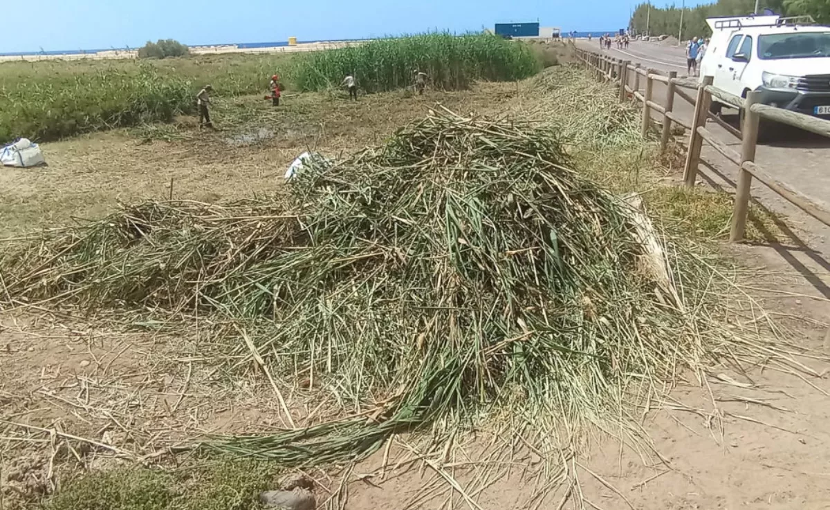 Cañas cortadas en el humedal de Jandía, Fuerteventura. / 