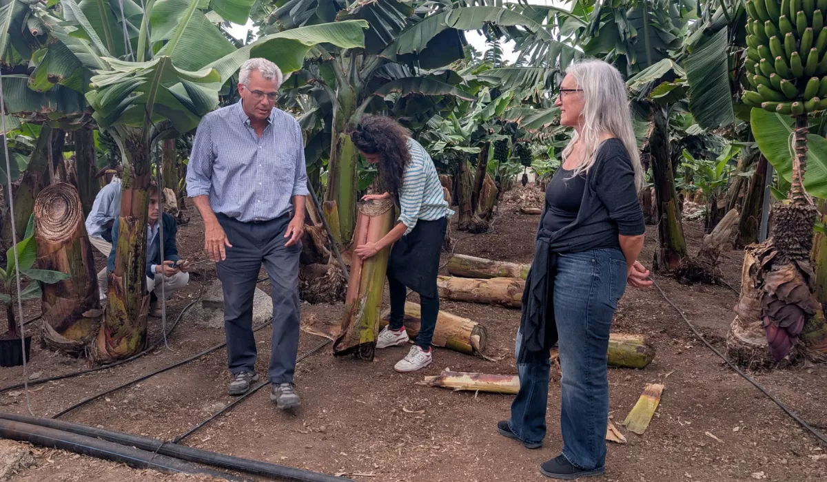 Juan Guerra, Giuliana Conte y Pilar Ureña se preparan para extraer la fibra del rolo de la platanera, en Casa Quintanilla, Arucas. / AH