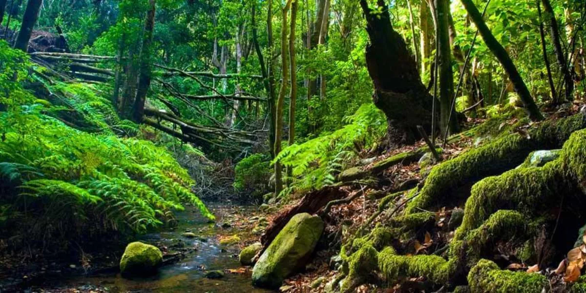 Imagen del Parque Nacional Garajonay / TURISMO DE LA GOMERA