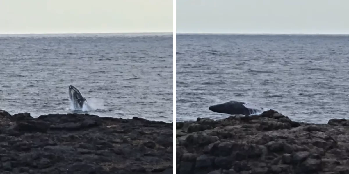 Imagen de una ballena yubarta en El Hierro / OLGA VARELA