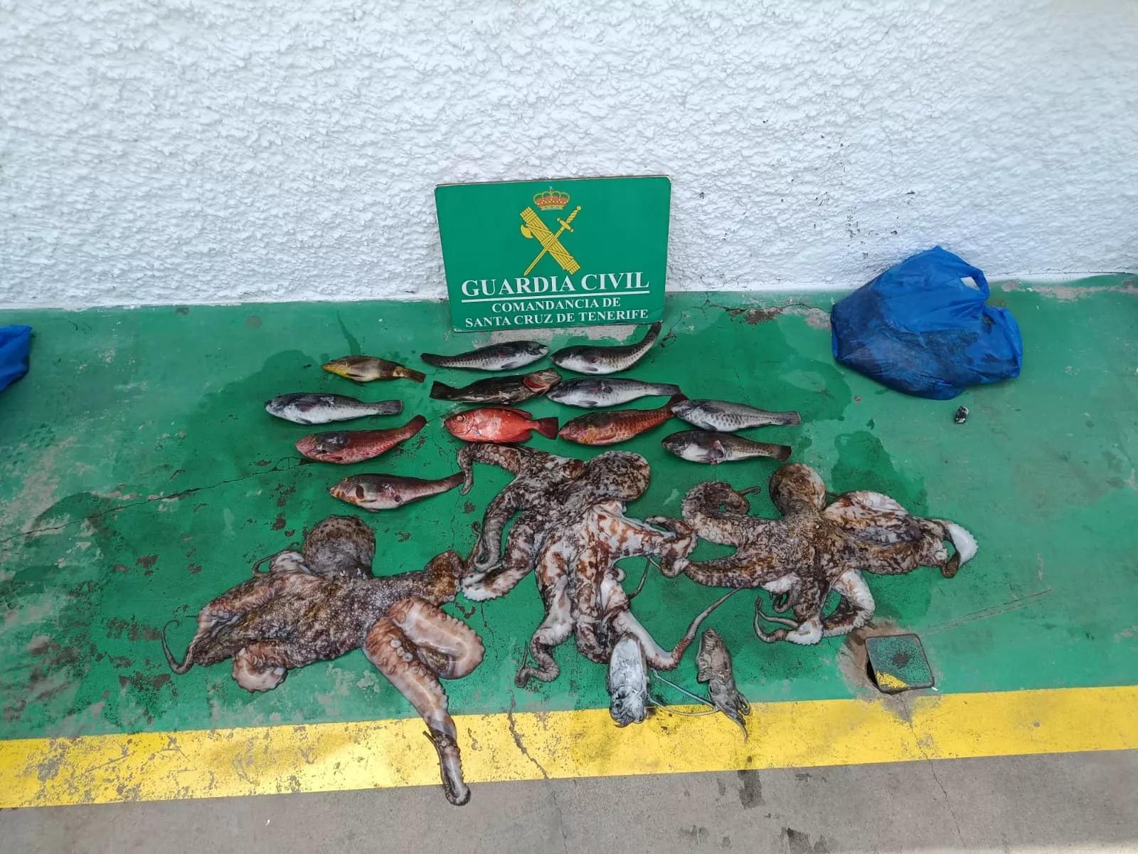 Pesca ilegal incautada en Candelaria, Tenerife. / GUARDIA CIVIL