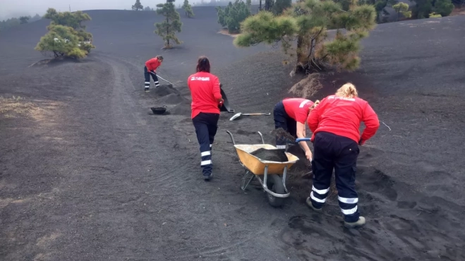 El Plan Integral de Empleo de la Isla de La Palma 2025 cuenta con una inversión de casi 5 millones / CABILDO DE LA PALMA