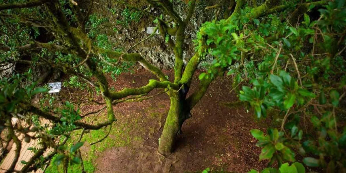 Imagen del árbol Garoé, en El Hierro / TURISMO DE EL HIERRO