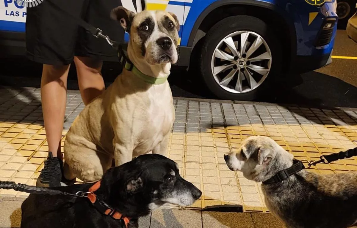 Perros hallados atados de madrugada en la calle Vergara. @PoliciaLPA