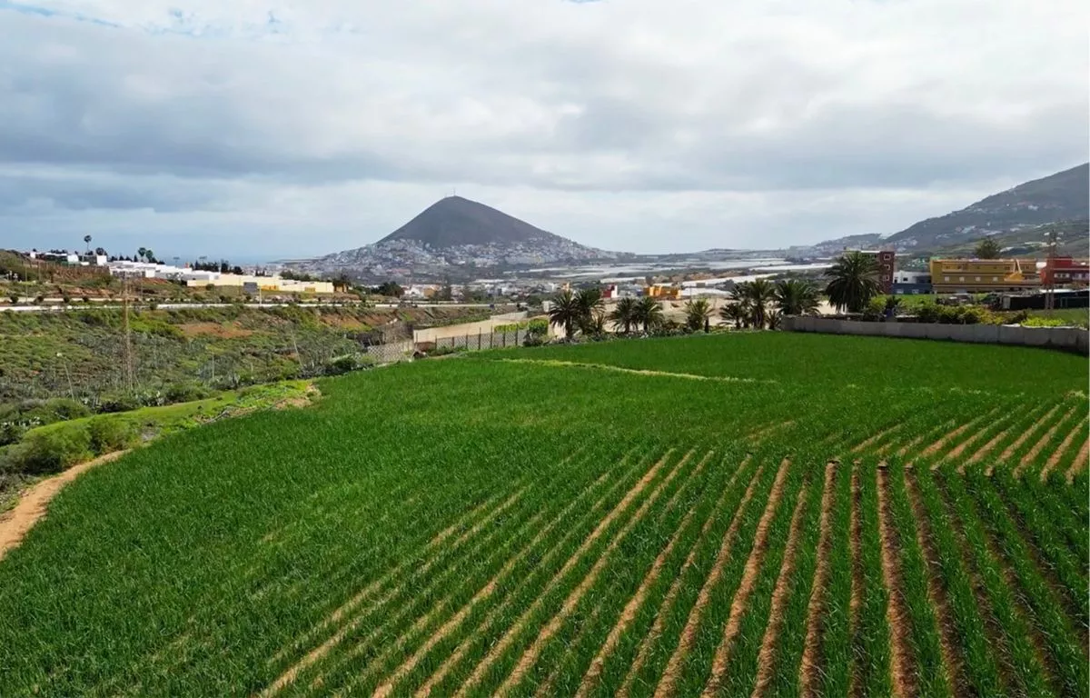 Cultivos de cebolla en el norte de Gran Canaria. CEDIDA