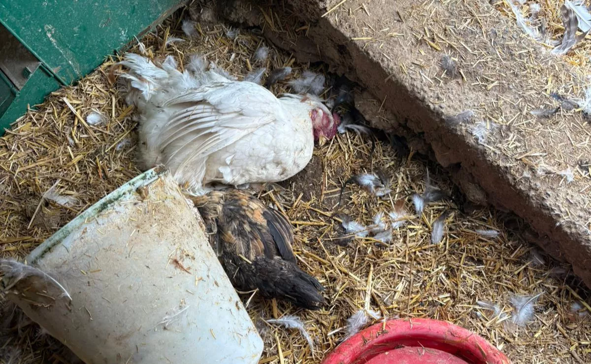 Gallinas muertas en la finca de Aura Cruz, en El Médano, por culpa de un perro de caza suelto./ CEDIDA