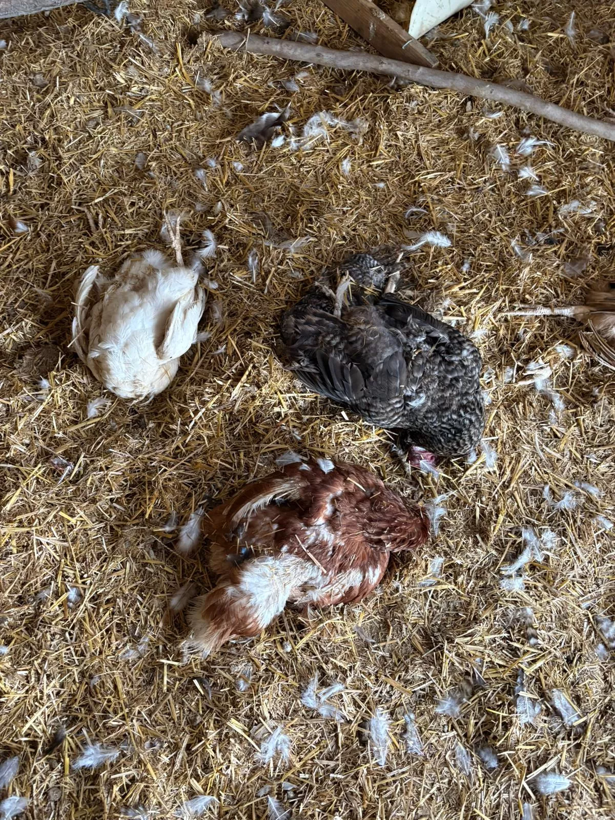 Gallinas muertas en la finca de Aura Cruz, en El Médano, por culpa de un perro de caza suelto./ CEDIDA Gallinas muertas en la finca de Aura Cruz, en El Médano, por culpa de un perro de caza suelto./ CEDIDA