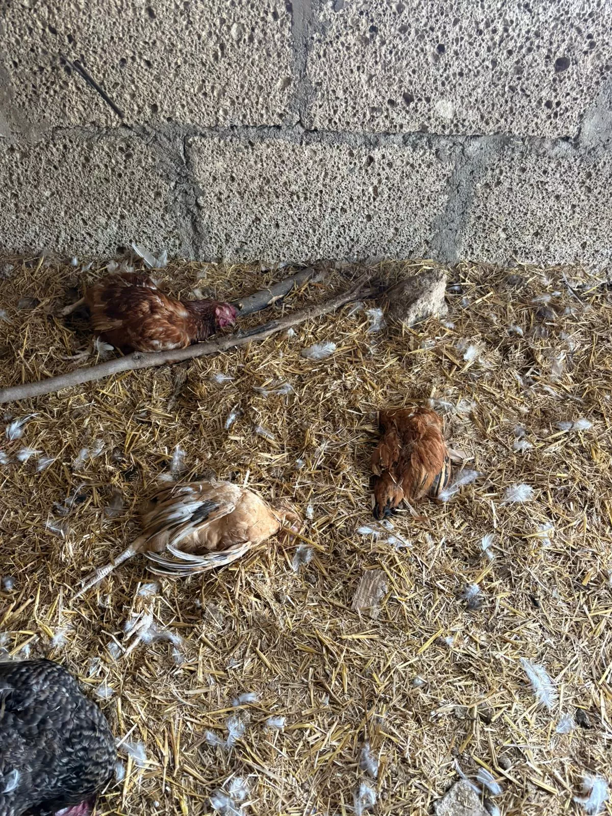 Gallinas muertas en la finca de Aura Cruz, en El Médano, por culpa de un perro de caza suelto./ CEDIDA Gallinas muertas en la finca de Aura Cruz, en El Médano, por culpa de un perro de caza suelto./ CEDIDA