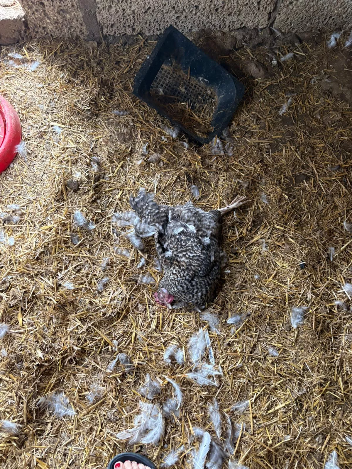 Gallinas muertas en la finca de Aura Cruz, en El Médano, por culpa de un perro de caza suelto./ CEDIDA Gallinas muertas en la finca de Aura Cruz, en El Médano, por culpa de un perro de caza suelto./ CEDIDA