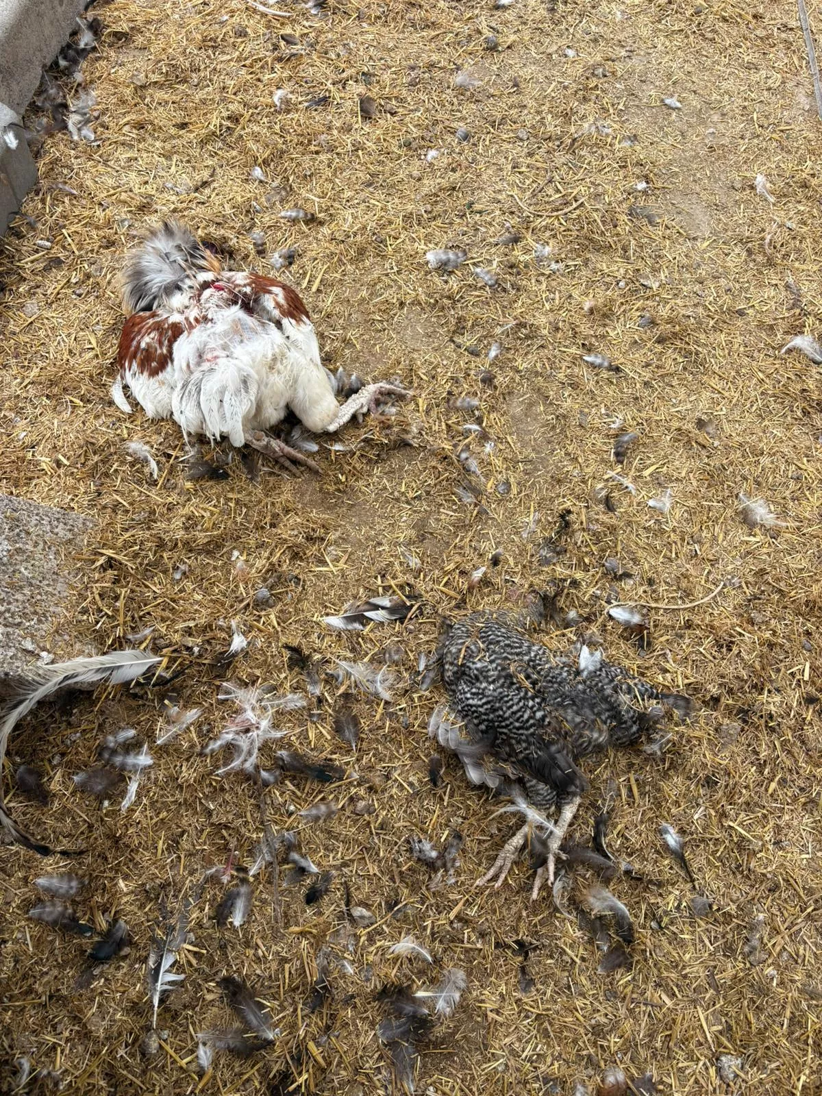 Gallinas muertas en la finca de Aura Cruz, en El Médano, por culpa de un perro de caza suelto./ CEDIDA Gallinas muertas en la finca de Aura Cruz, en El Médano, por culpa de un perro de caza suelto./ CEDIDA