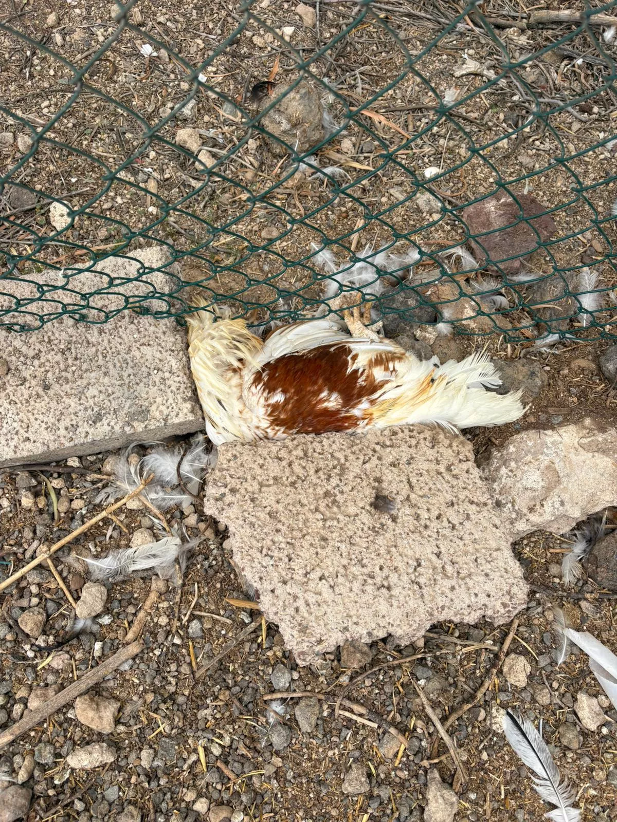 Gallinas muertas en la finca de Aura Cruz, en El Médano, por culpa de un perro de caza suelto./ CEDIDA Gallinas muertas en la finca de Aura Cruz, en El Médano, por culpa de un perro de caza suelto./ CEDIDA
