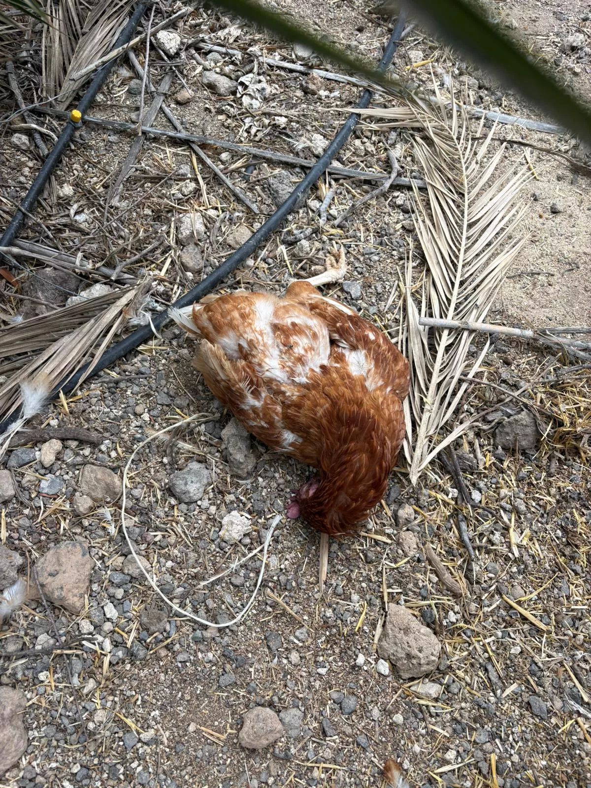 Gallinas muertas en la finca de Aura Cruz, en El Médano, por culpa de un perro de caza suelto./ CEDIDA Gallinas muertas en la finca de Aura Cruz, en El Médano, por culpa de un perro de caza suelto./ CEDIDA