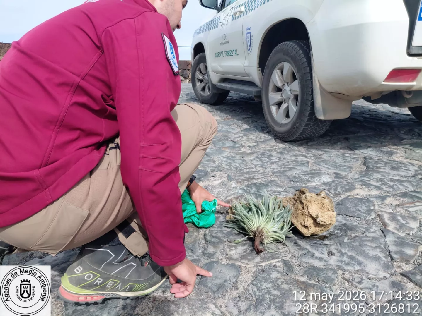 Un tajinaste y piedras decomisadas a una pareja alemana en el Teide. / MEDIO AMBIENTE