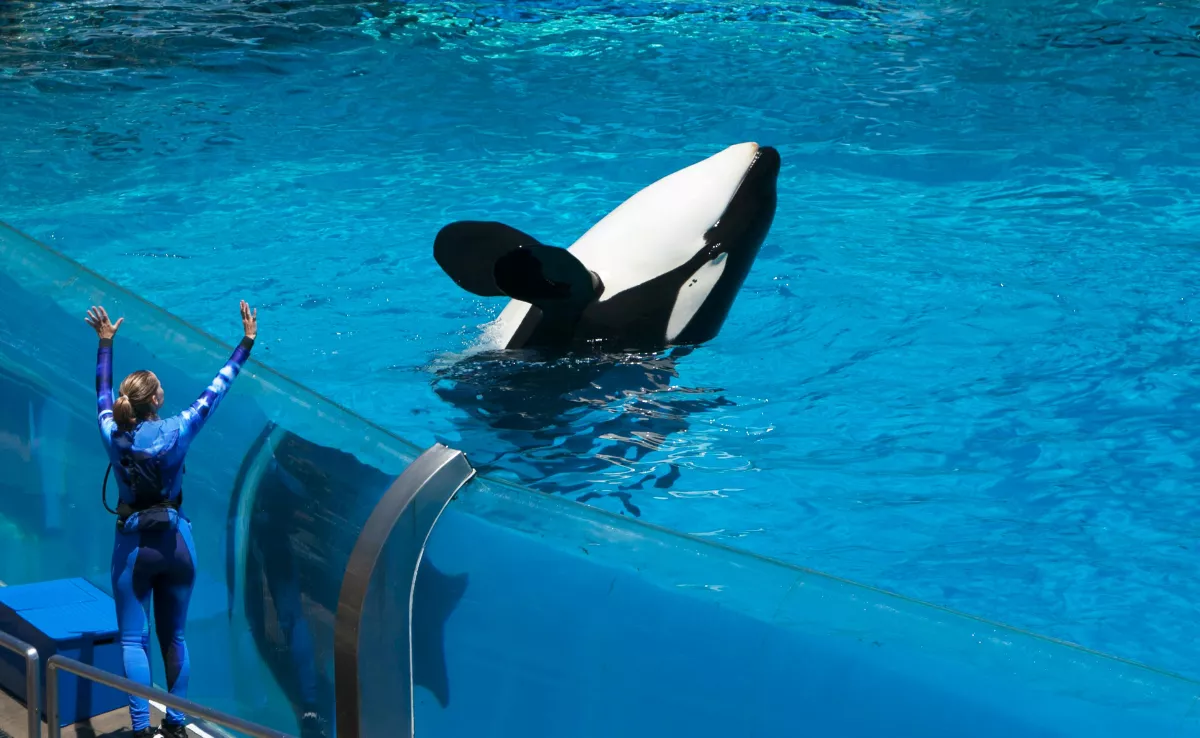 Imagen de una orca en un parque acuático. /  IMAGEN DE LA RED