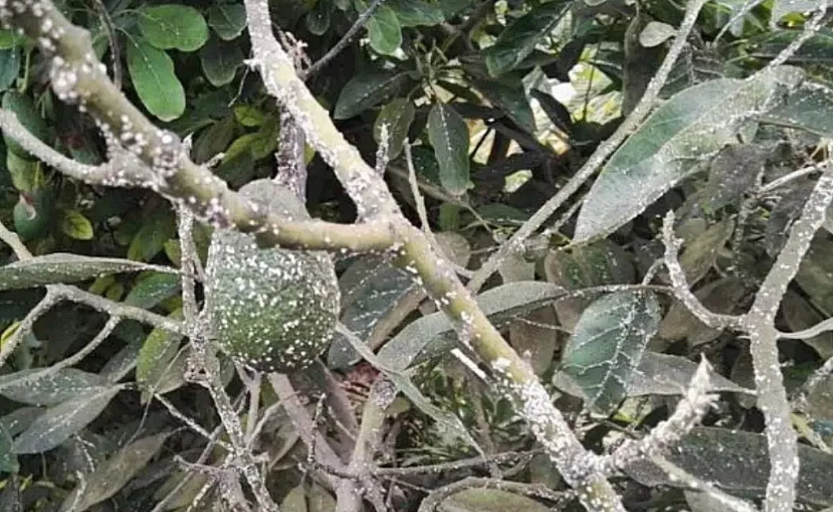 Plaga de cochinilla en árbol de aguacate|REDES