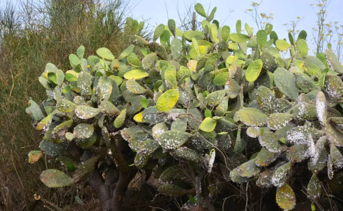 Tuneras enfermas por la cochinilla mexicana|REDES