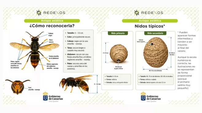 Cómo reconocer a la avispa asiática / GOBIERNO DE CANARIAS Cómo reconocer a la avispa asiática / GOBIERNO DE CANARIAS