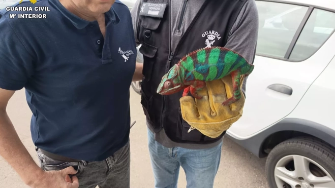 La Guardia Civil interviene 19 animales exóticos en una vivienda de Santa Brígida. / GUARDIA CIVIL La Guardia Civil interviene 19 animales exóticos en una vivienda de Santa Brígida. / GUARDIA CIVIL