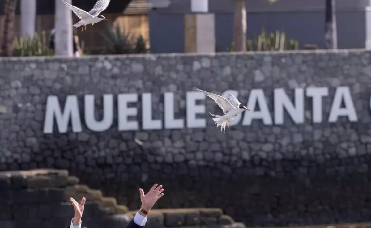 Una suelta de charranes en el Puerto de La Luz realizada en 2024 por el Cabildo y la Autoridad Portuaria de Las Palmas. EFE/Quique Curbelo