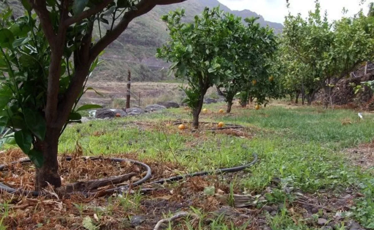 Una finca en Canarias. / EFE - CARLOS FERNÁNDEZ